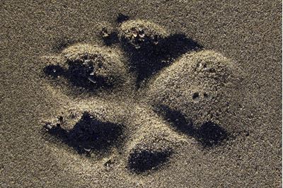 Footprint of wolf in sand, Alaska. 